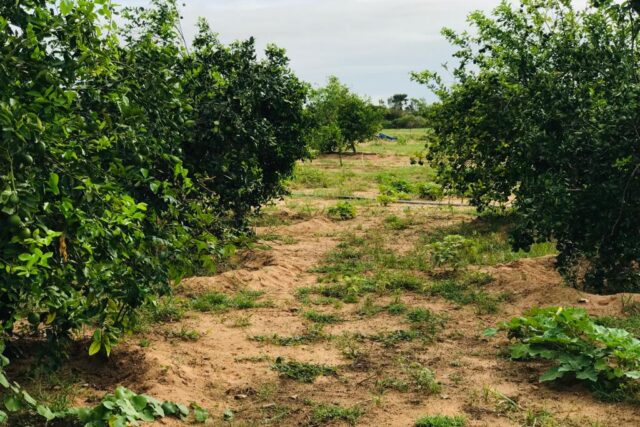 Protégé : Ferme de 3 hectares vers la Route des Niayes