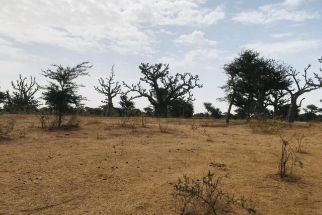 Protégé : Terrain de 4272 m² vers Notto Diobass