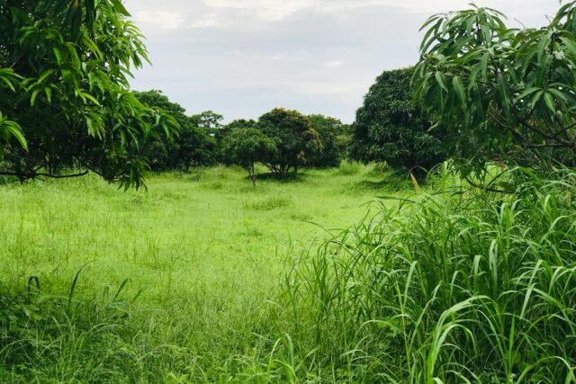 Verger Fruitier de 4084 m² vers Diender