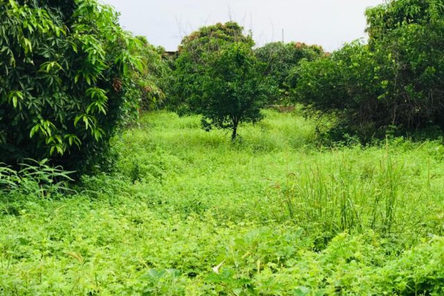 Protégé : Verger  Fruitier 1,3 hectare vers Diender