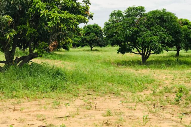 Verger de 6720 m² vers Diender