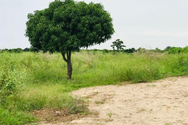 Verger de 7647 m² vers la Route des Niayes