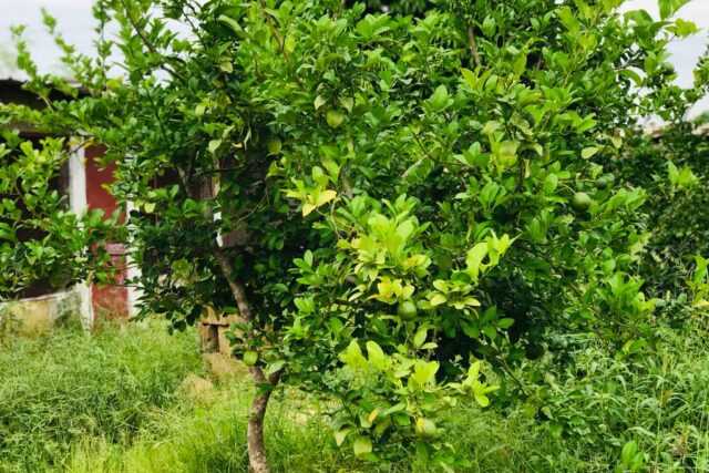 Protégé : Ferme de 4298 m² vers la Route des Niayes