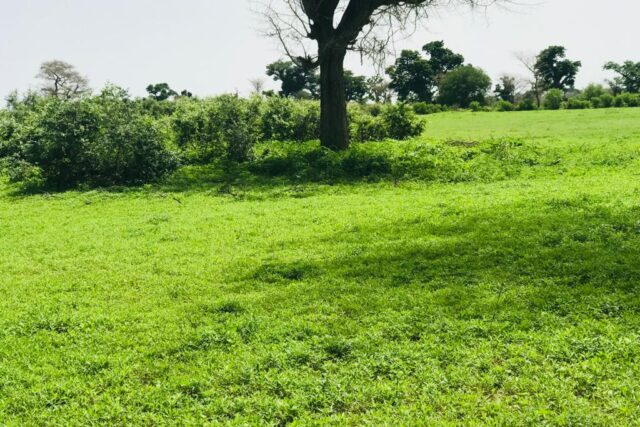 Protégé : Terrain de 1,27 hectare  vers Tassette