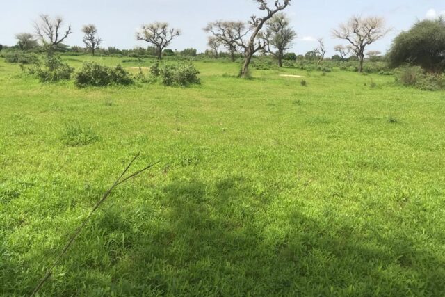 Protégé : Terrain de 1,5 hectare vers Tassette