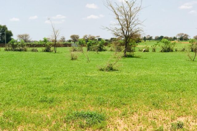 Protégé : Terrain de 1,5 hectare vers Tassette