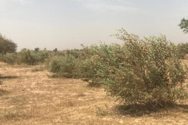 Protégé : Terrain de 100 hectares vers Koul