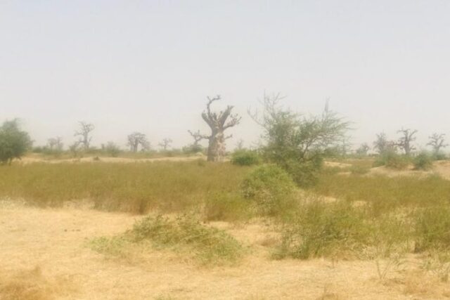 Terrain  de 7 hectares vers Nguéniène