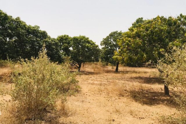 Verger Fruitier de 2,25 hectares vers Notto Diobass