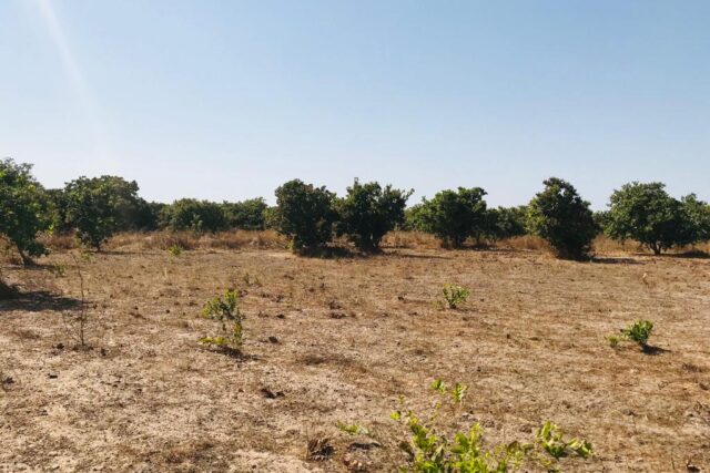 Protégé : Verger Fruitier de 2,18 hectares à Toubacouta