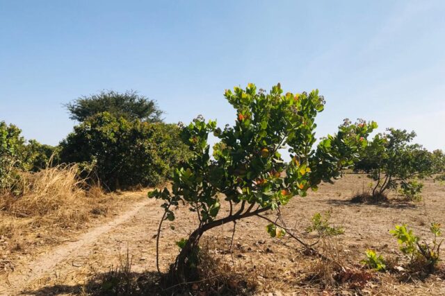 Protégé : Verger Fruitier de 3,95 hectares à Toubacouta