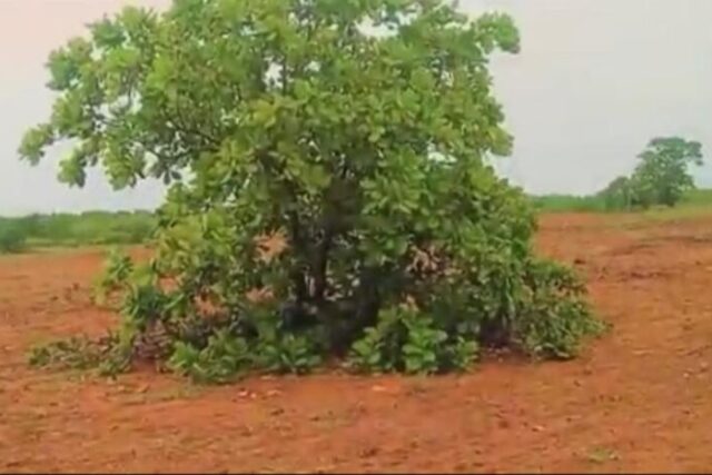 Protégé : Verger Fruitier de 5 hectares vers Thiénaba