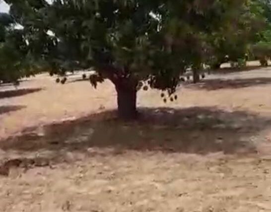 Verger Fruitier de 1,3 hectare vers Taïba Ndiaye