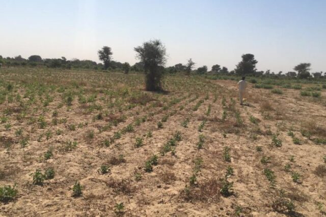 Verger Fruitier de 2,59 hectares vers Notto Diobass