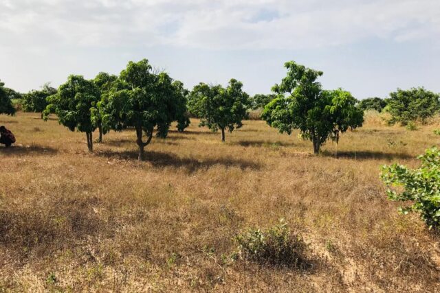 Protégé : Verger Fruitier de 1,07 hectare à Taïba Ndiaye