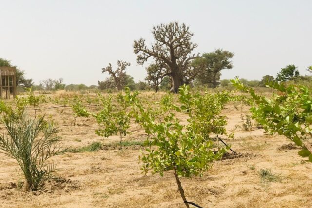 Verger Fruitier de 3,51 hectares vers Tassette