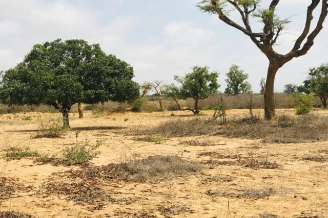 Verger Fruitier de 3,77 hectares vers Diender