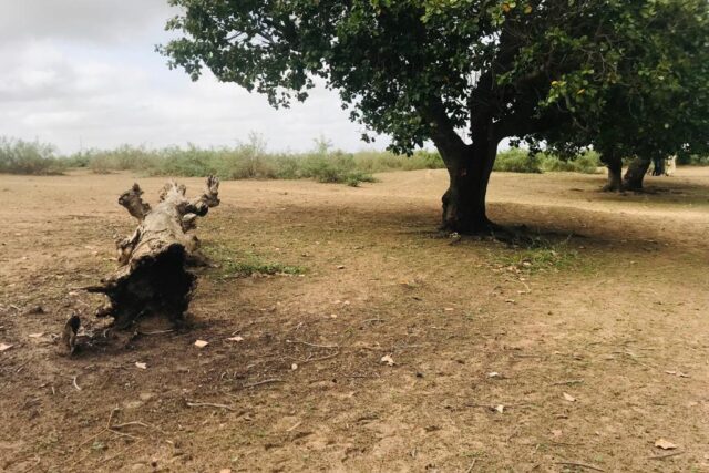 Protégé : Terrain de 5090 m² vers Notto Diobass