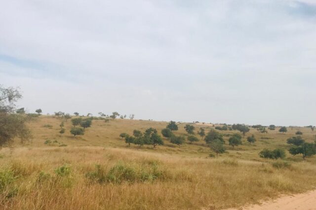 Protégé : Terrain de 50 hectares à Yargouye