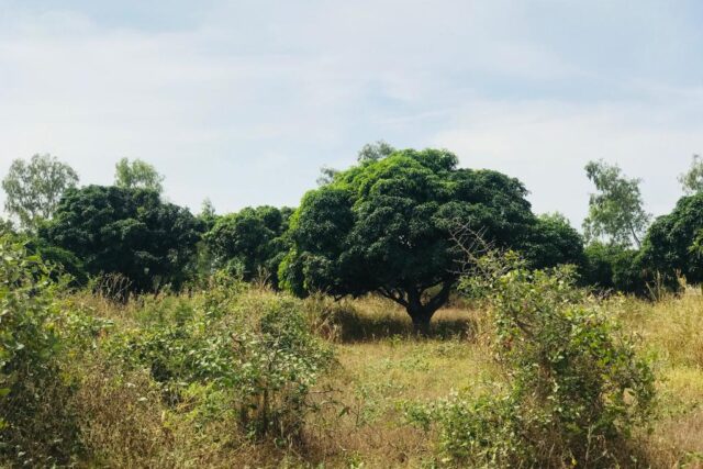 Terrain de 11,66 hectares vers Bambilor
