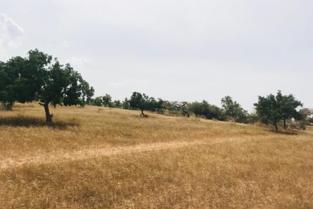Protégé : Terrain de 5,2 hectares vers Kébémer
