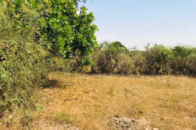 Verger Fruitier de 1,22 hectare vers Notto Diobass