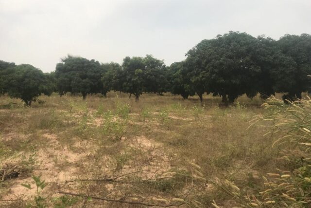 Verger Fruitier de 2,05 hectares vers Notto Diobass