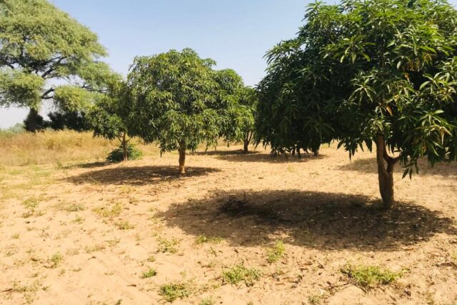 Protégé : Verger Agricole de 1,71 hectare à Tassette