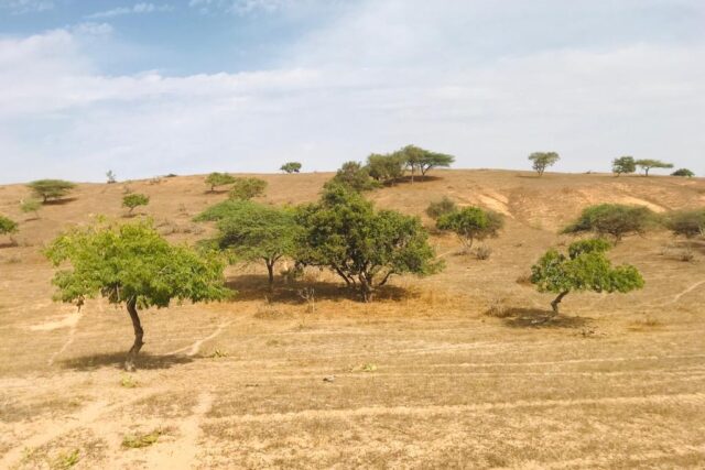 Protégé : Terrain de 1,14 hectare vers Diokoul Diawrigne