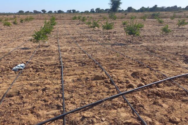 Verger  de 1,5 hectare vers Notto Diobass