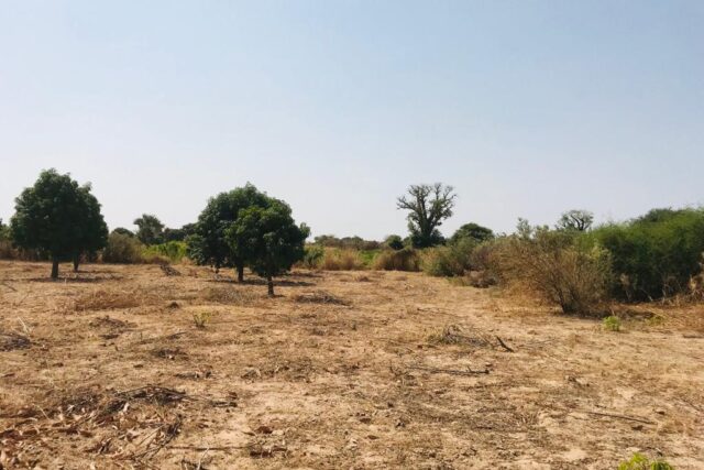 Protégé : Verger Agricole de 7878 m² vers Cherif Lô