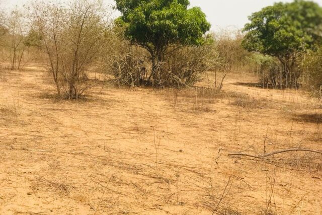 Verger Fruitier de 1,44 hectare vers Sindia