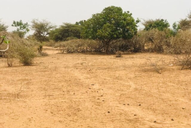 Verger Fruitier de 5047 m² vers Sindia