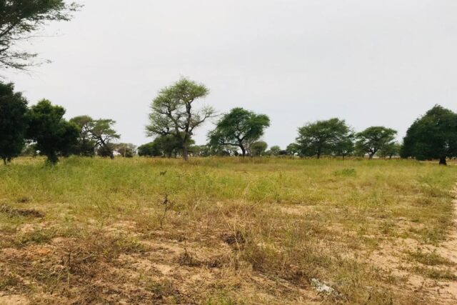 Protégé : Terrain de 1,69 hectare vers Touba Toul