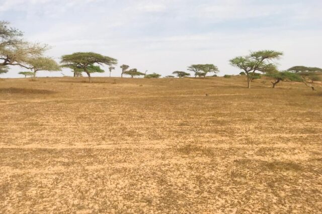 Protégé : Terrain de 10 hectares à Diokoul Diawrigne