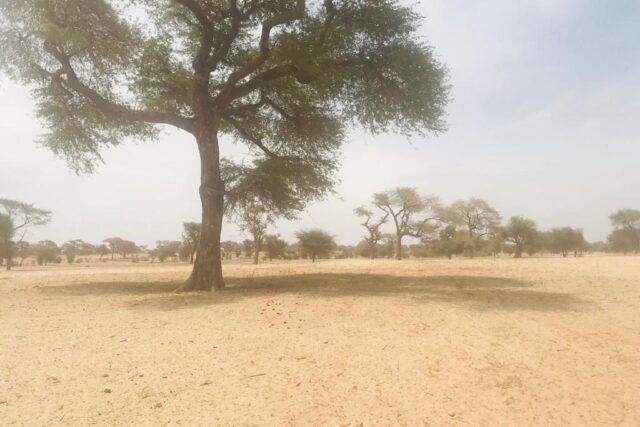 Protégé : Terrain  de 7,8 hectares vers Touba Toul