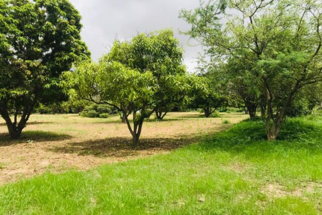 Verger Fruitier de 8890 m² vers Fandéne