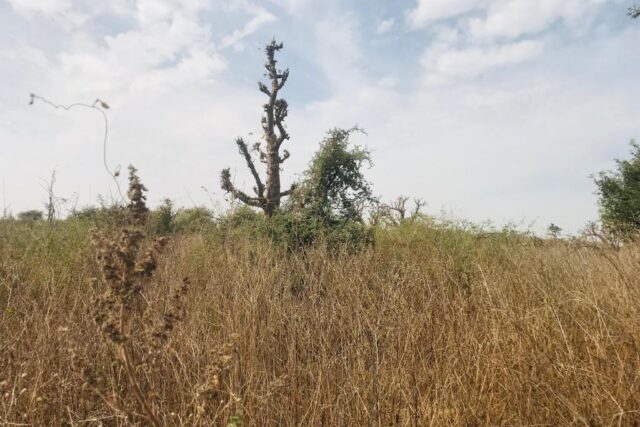 Protégé : Terrain de 3,12 hectares à Diass