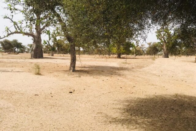 Protégé : Terrain de 3,14 hectares vers Touba Toul