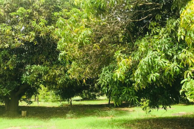 Protégé : Verger Fruitier de 7447 m² à Keur Moussa