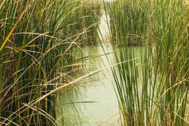 Protégé : Terrain de 50 hectares vers Diama