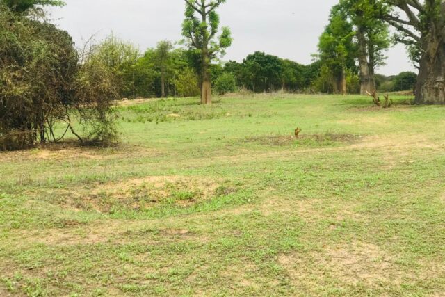 Terrain de 7007 m² vers Diender