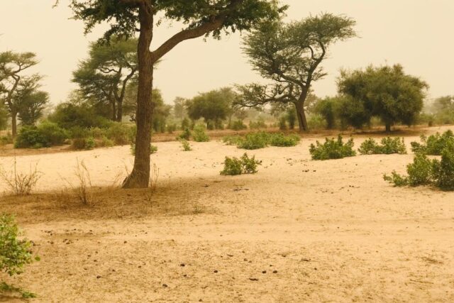 Protégé : Terrain de 9 hectares à Thiénaba