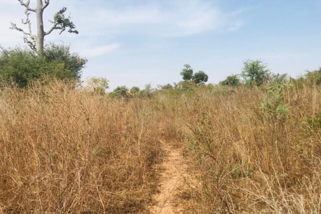 Protégé : Terrain  de 6 hectares vers Diass