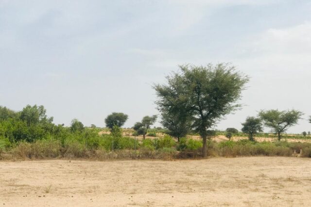 Protégé : Verger Agricole de 1 hectare à Touba Toul