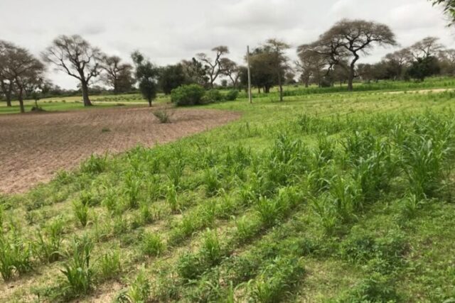 Location d’un Terrain Agricole de 20 hectares vers Thiénaba