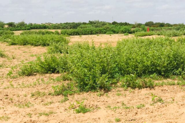 Terrain de 1,2 hectare vers Notto Diobass