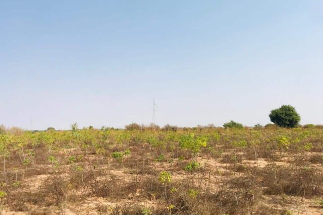 Protégé : Terrain de 1,73 hectare vers Chérif Lô