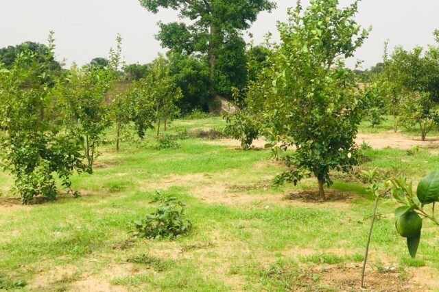 Protégé : Ferme Agricole de 6784 m² à Diender