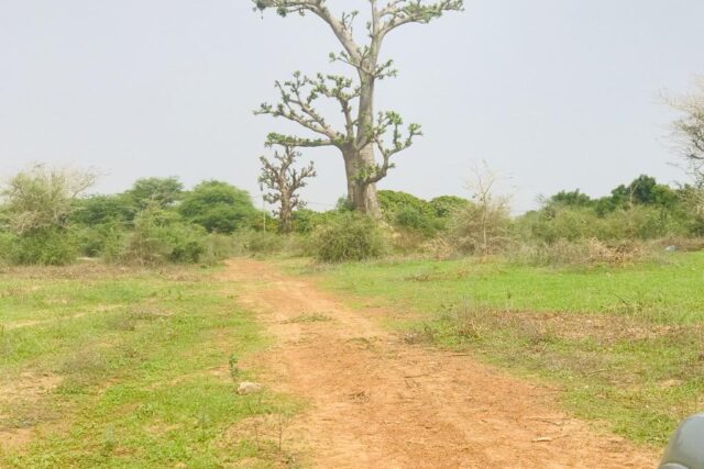 Protégé : Verger Fruitier de 3,1 hectares à Keur Moussa